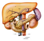 臓器の働き（腎臓）