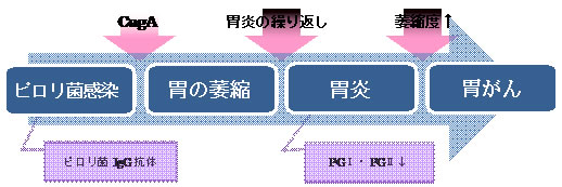 なぜ、ピロリ菌に感染すると胃がんのリスクが高くなるの？