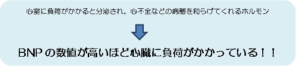 角丸四角形: 心室に負荷がかかると分泌され、心不全などの病態を和らげてくれるホルモン      BNPの数値が高いほど心臓に負荷がかかっている！！  